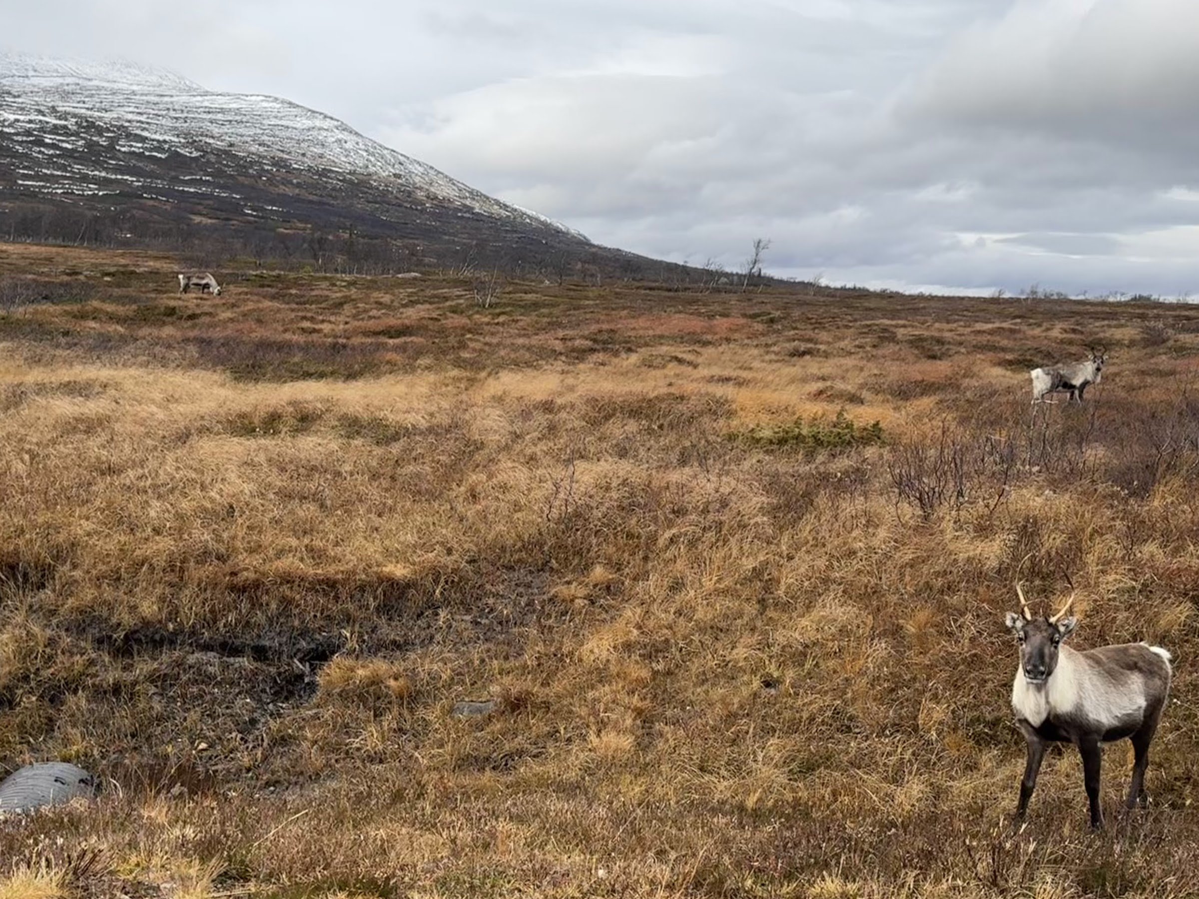 Storulvåns gamla fjällstation
